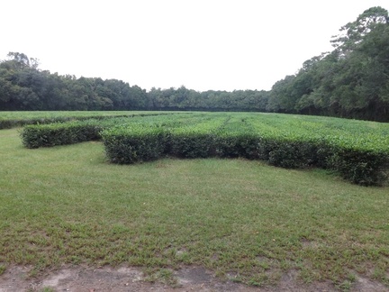 Tea plant fields